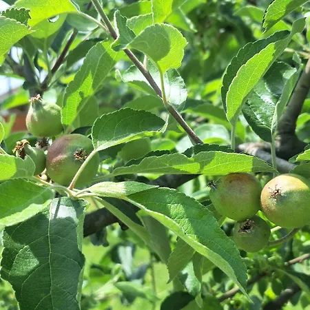 Auto Camp Carobna Ravnica 营地 *