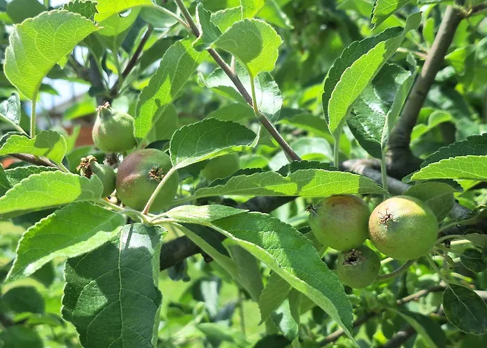 Seosko Domacinstvo Carobna Ravnica مكان تخييم *